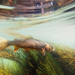 Začít jíst zdravě? Nečekejte na Nový rok