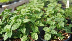 Mátový čaj na bolavé dásně