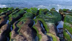 Mořská řasa a její benefity