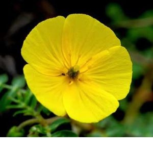 Kotvičník zemní pro větší sexuální apetit