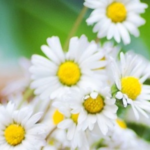 Manufaktura: jarní edice Sedmikráska