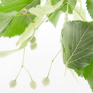 Pusťte lípu do své koupelny!