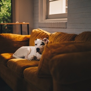 Jak vyčistit sedací soupravu?