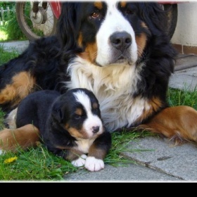 Bernský salašnický pes