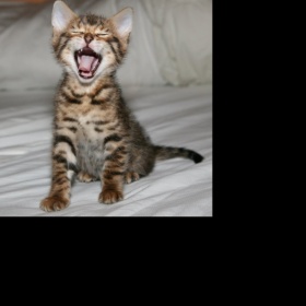 Chování mazlíčků omlazuje (?)