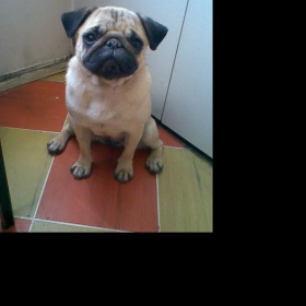 Porod mopsí fenečky - je to náročné?