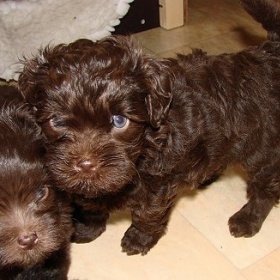 Jak naučit štěňátko čůrat na noviny?