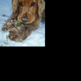 Fotogalerie mazlíčků