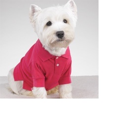 Bulteriérku nebo westíka - foto č. 1