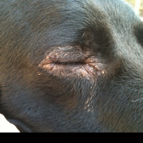 Suchá místa kolem očí a tlamy u psa