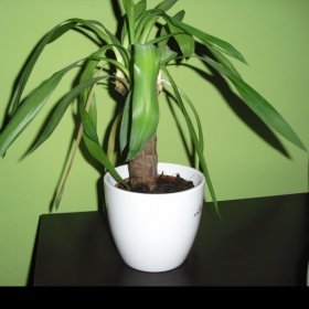 Yuka - padlé listy, co s tím?