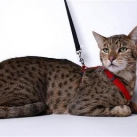 Nejdražší kočka na světě Ashera