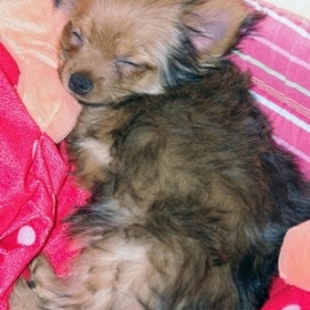 Darujumeme do laskavých rukou 8měs. šťěně