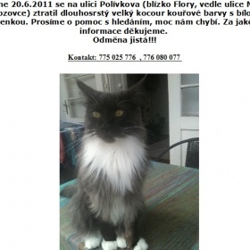 Vrátila se vám bytová kočka zpátky domů?