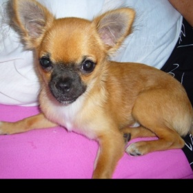 Štěně čivavy kašle a hrká