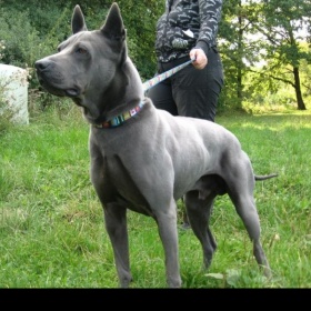 Thajský ridgeback
