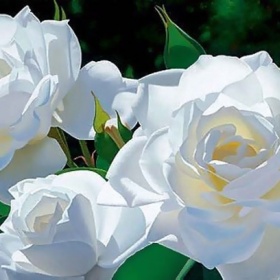 Bílou a růžovou organzu,umělé růže - foto č. 1