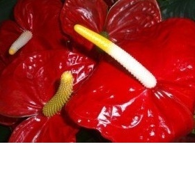 Proč rostlina Anturie "pláče"