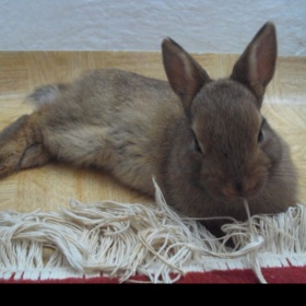 Výběr kamaráda k zakrslému králíčkovi