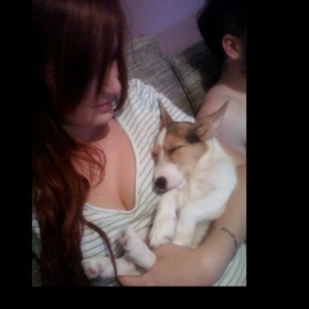 Pes nám ničí byt.