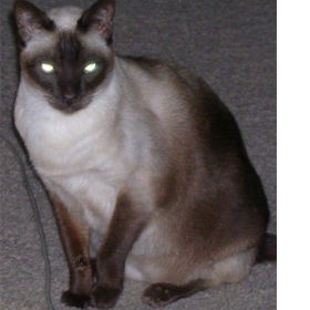 Původní Siamská kočka