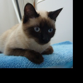 Je to thajská kočka?