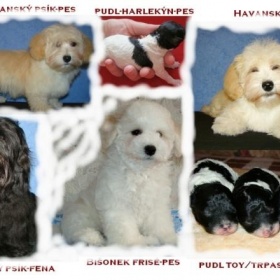 Nelínavá plemena psů