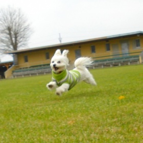 Fotogalerie maltézáčků