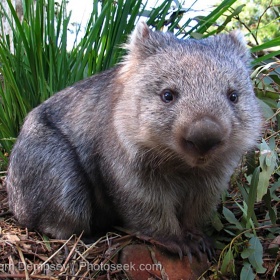 Mají Wombata v ČR v zoo?