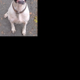 Fotky vašich pesanů - Pointrů