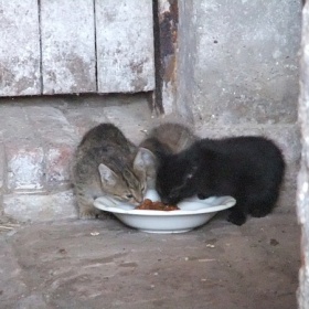 Koťátka na vymazlení