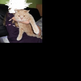 Fotky vašich Briťáků