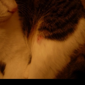 Kočka si vytrhává chlupy