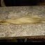 Blond středoevropské panenské vlasy - foto č. 2