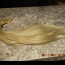 Blond středoevropské panenské vlasy - foto č. 3