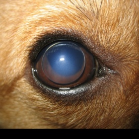 Luxace oční čočky u psa - zkušenosti s operací