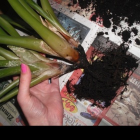 Jak odsadit novou odnož rostliny od mateřské rostliny Bromelie?