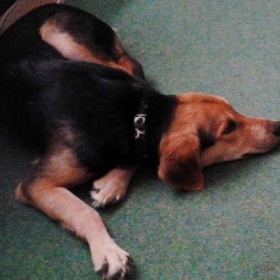 Kříženec německého ovčáka