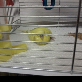 Andulka, která se neudrží na bidýlku, neustále padá a vypadá, jako by byla ochrnutá