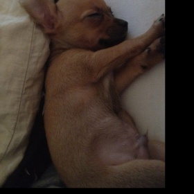 Štěně čivavy chce spát pouze u mě