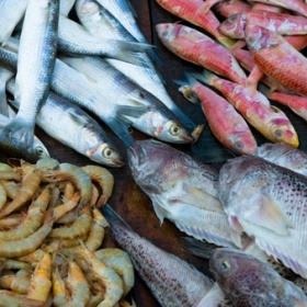 Kde nakoupit čerstvé ryby a plody moře v Brně?