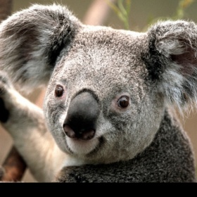 Pánské cyklo triko dres - foto č. 1