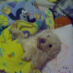 Kříženec bišonka a jezevčíka