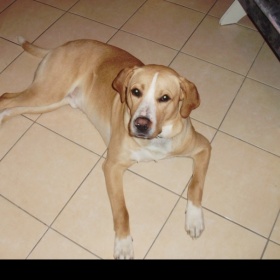 Daruji štěně křížený ricbek s labradorem hnědé barvy. - foto č. 1