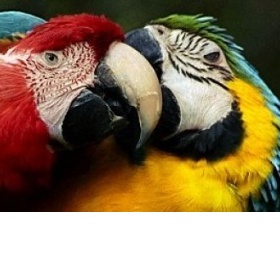 Chov exotických papoušků v ČR