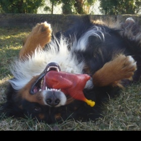 Vše o bernském salašnickém psu