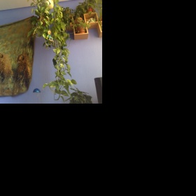 Kde nakoupit pokojové květiny v Praze