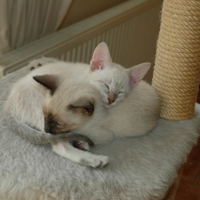 Kočičí fotogalerie