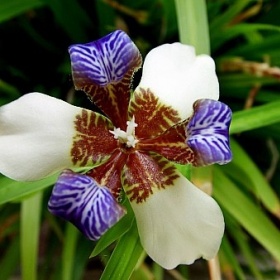 Chodící kosatec - neomarica gracilis