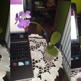 Pěstování orchideje